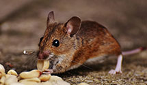 24 Hour & Emergency Exterminators in Dearborn, MI